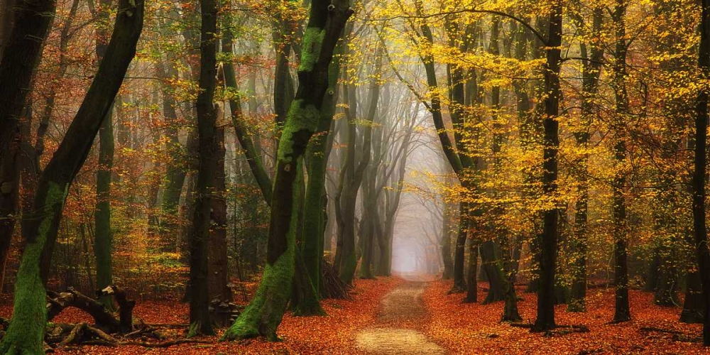 Shimmer art print by Lars Van de Goor for $57.95 CAD