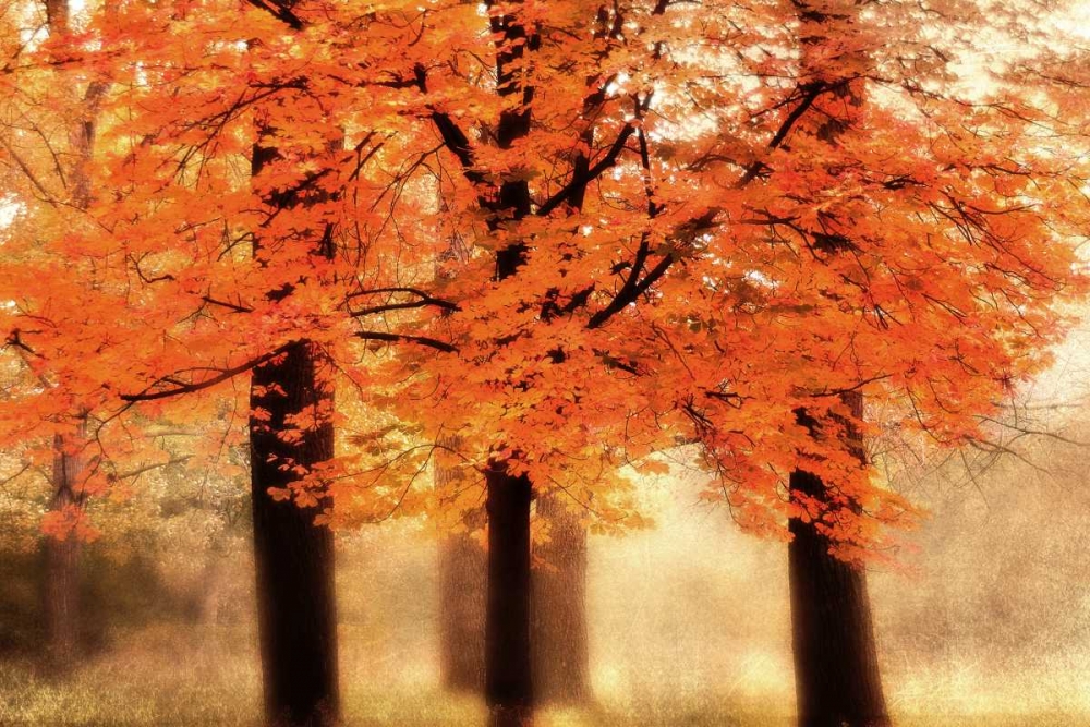 Three Trees art print by Irene Weisz for $57.95 CAD