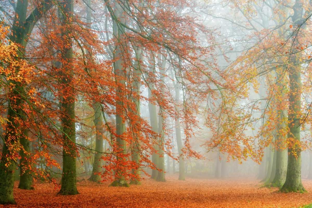 Autumn Mist art print by Lars Van de Goor for $57.95 CAD