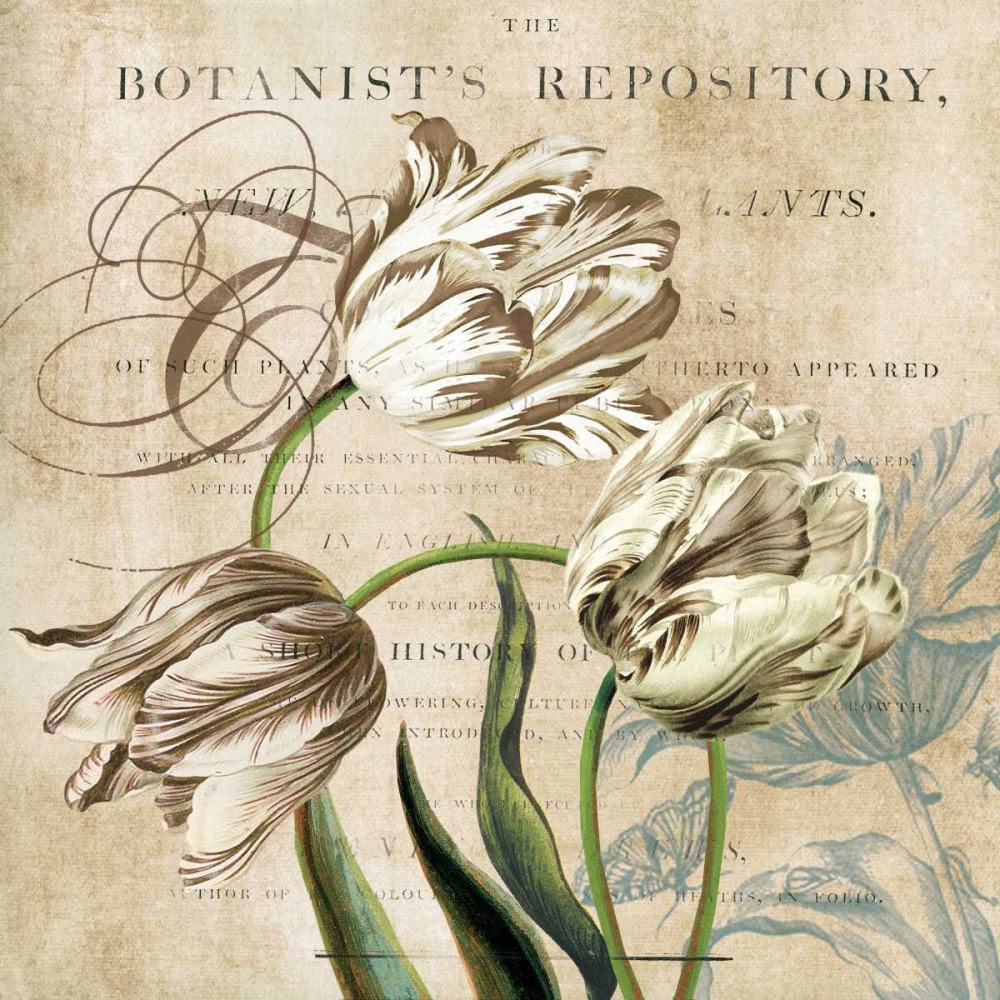 Tulip Botanical art print by Carol Robinson for $57.95 CAD