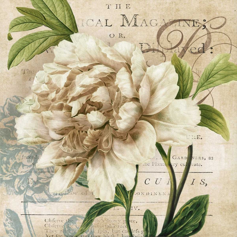 Peony Botanical art print by Carol Robinson for $57.95 CAD