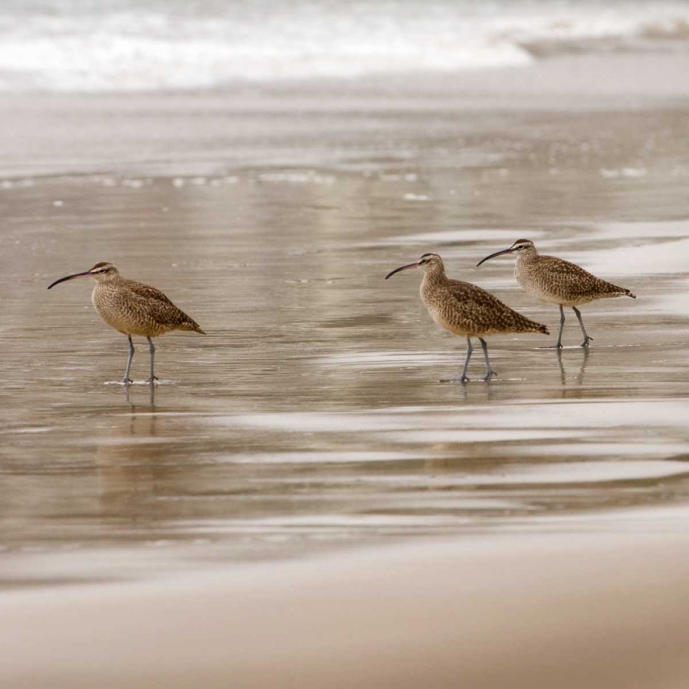 Shore Birds I art print by Danita Delimont for $57.95 CAD
