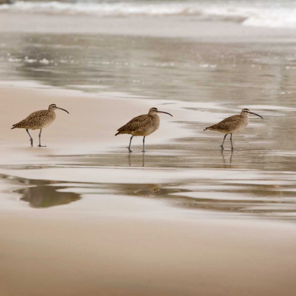 Shore Birds II art print by Danita Delimont for $57.95 CAD