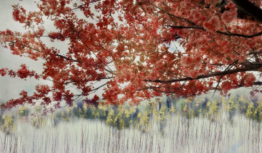 Sakura in the Lake II art print by Irene Weisz for $57.95 CAD