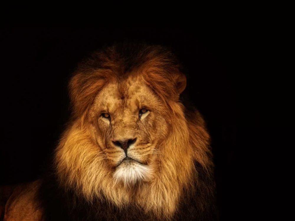 Look My Way art print by Lars Van de Goor for $57.95 CAD