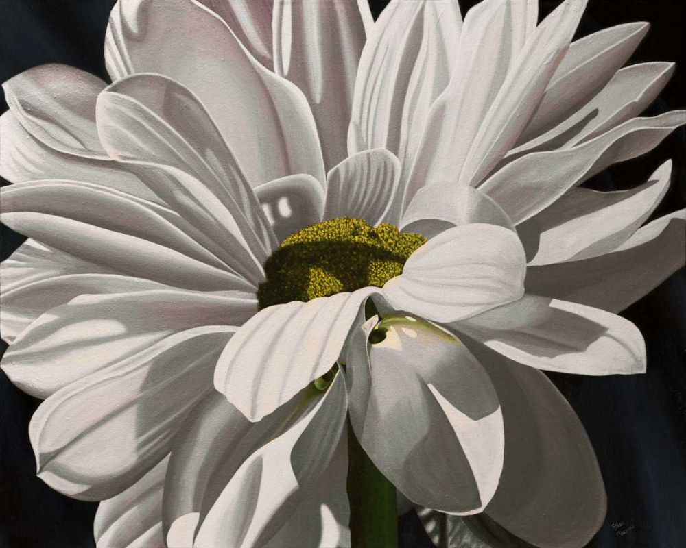 Black Tie Daisy art print by Ellen Macoce for $57.95 CAD