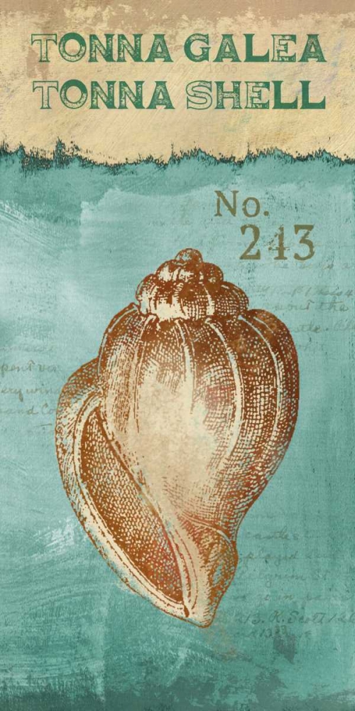 Tonna Shell art print by Conrad Knutsen for $57.95 CAD