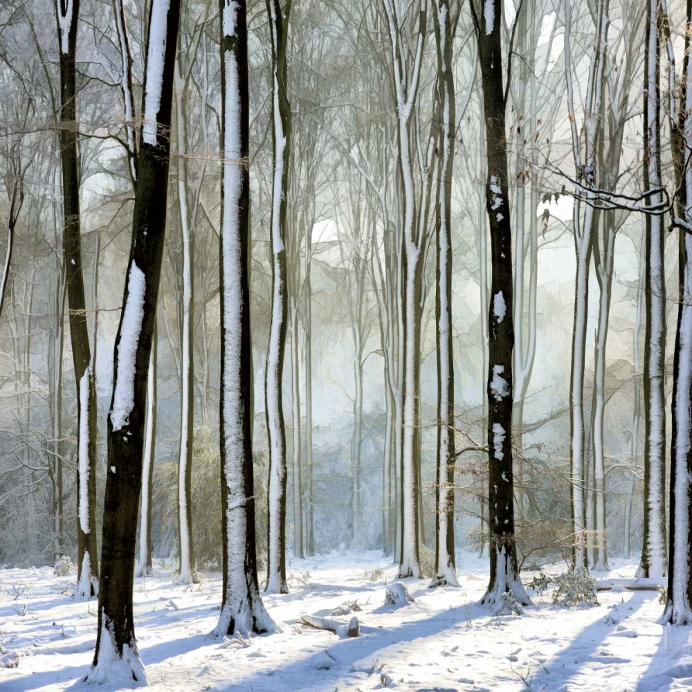Enchanted Forest art print by Lars Van de Goor for $57.95 CAD
