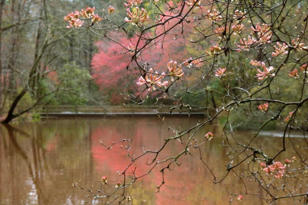 Azalea Branches in Spring art print by Danita Delimont for $57.95 CAD