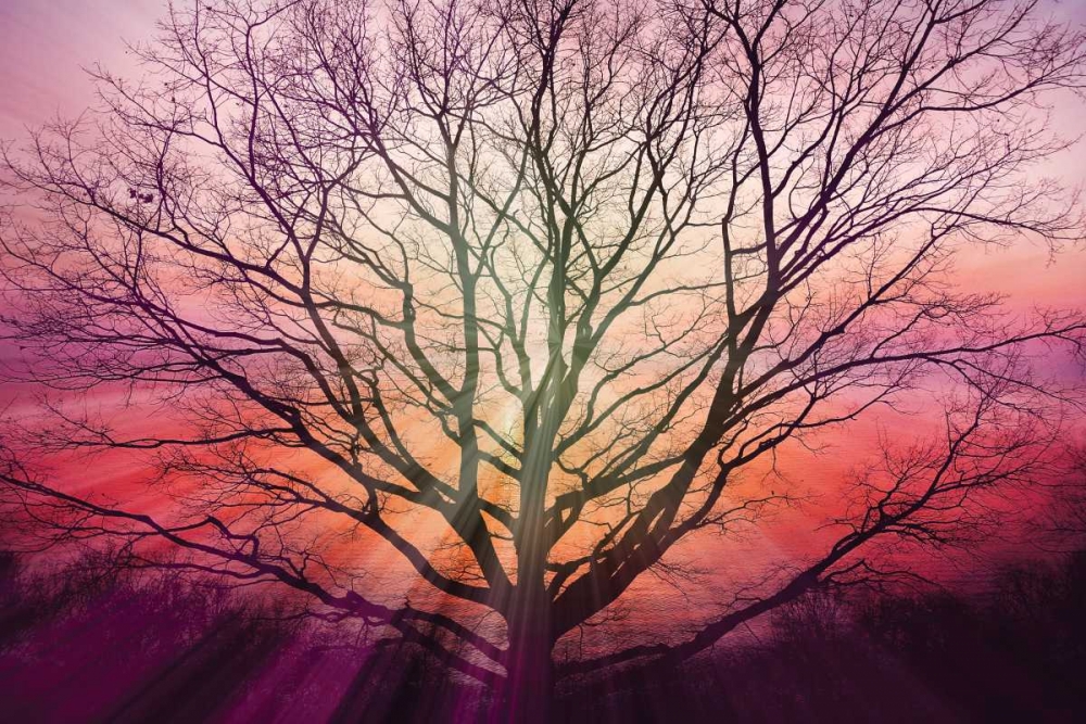Sunburst Sentinel art print by Irene Weisz for $57.95 CAD