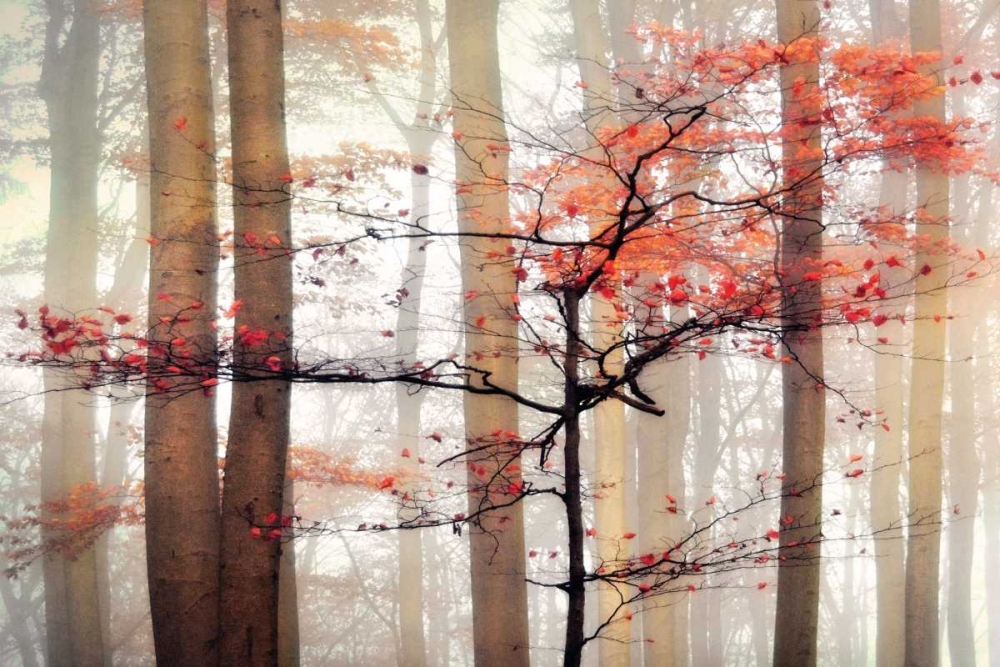 Orange Awakening art print by Irene Weisz for $57.95 CAD