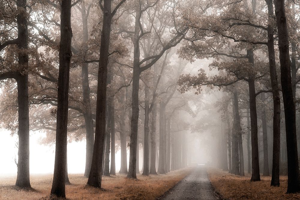 Misty Road art print by Lars Van de Goor for $57.95 CAD