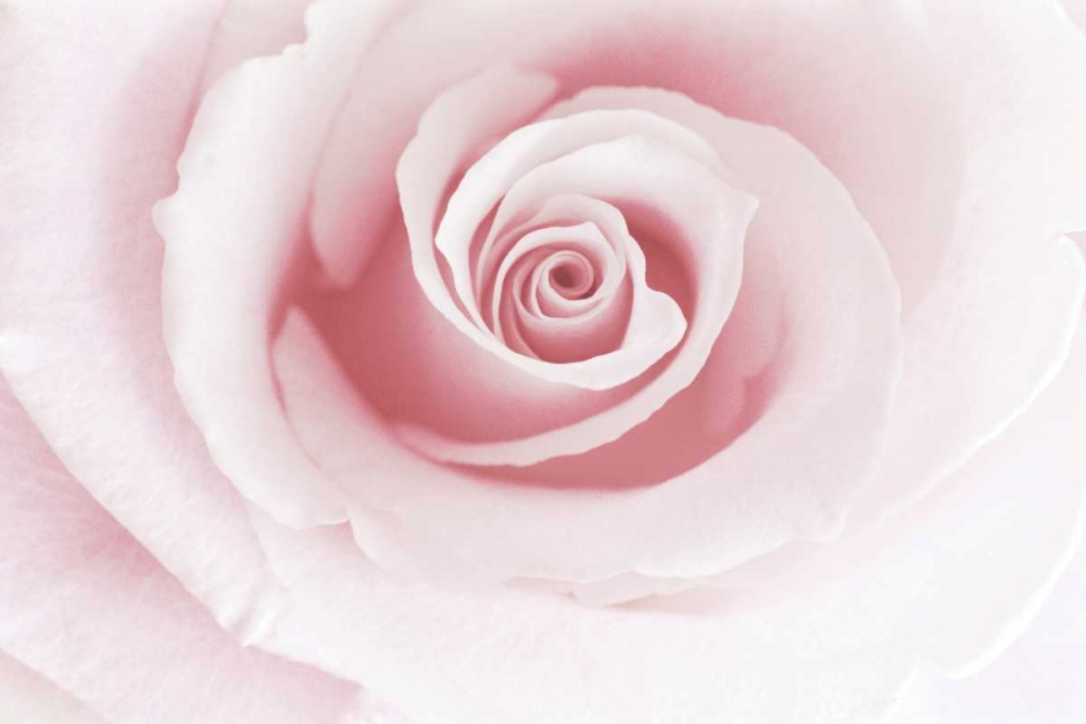 Rose Embrace art print by Danita Delimont for $57.95 CAD