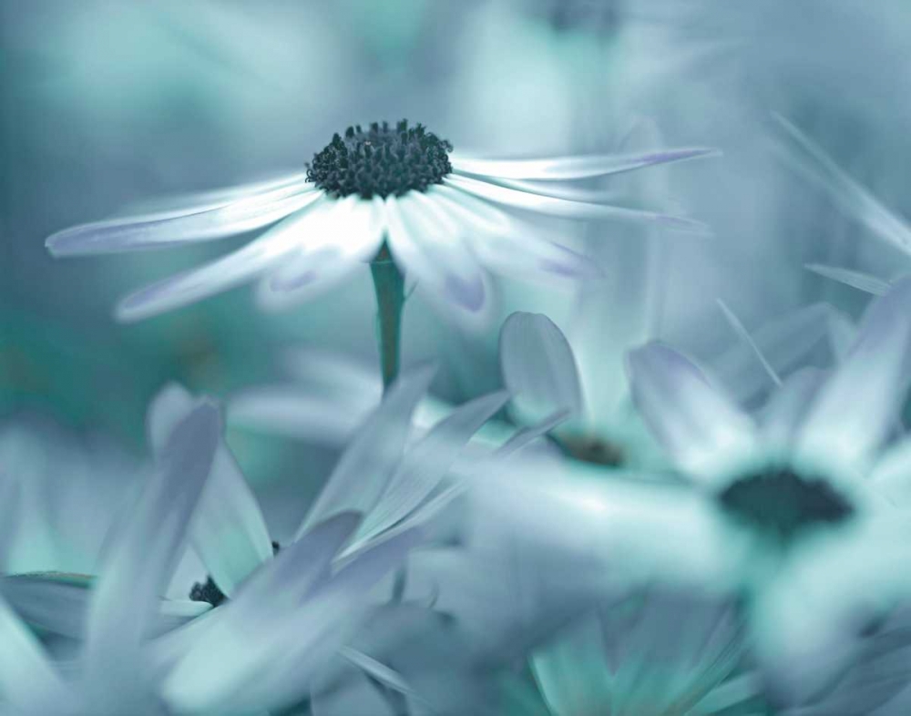 Moment in the Sun art print by Danita Delimont for $57.95 CAD