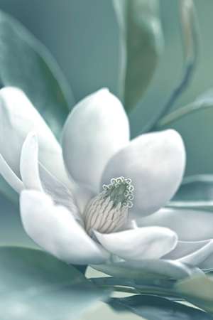 Magnolia Morning art print by Danita Delimont for $57.95 CAD