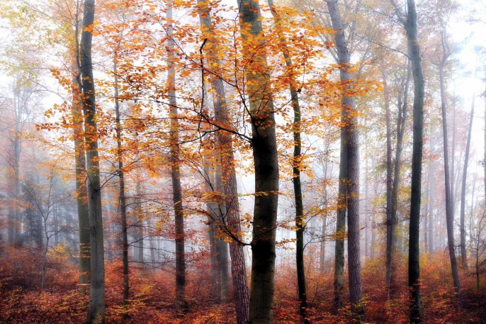 Lost in the Forest art print by Irene Weisz for $57.95 CAD