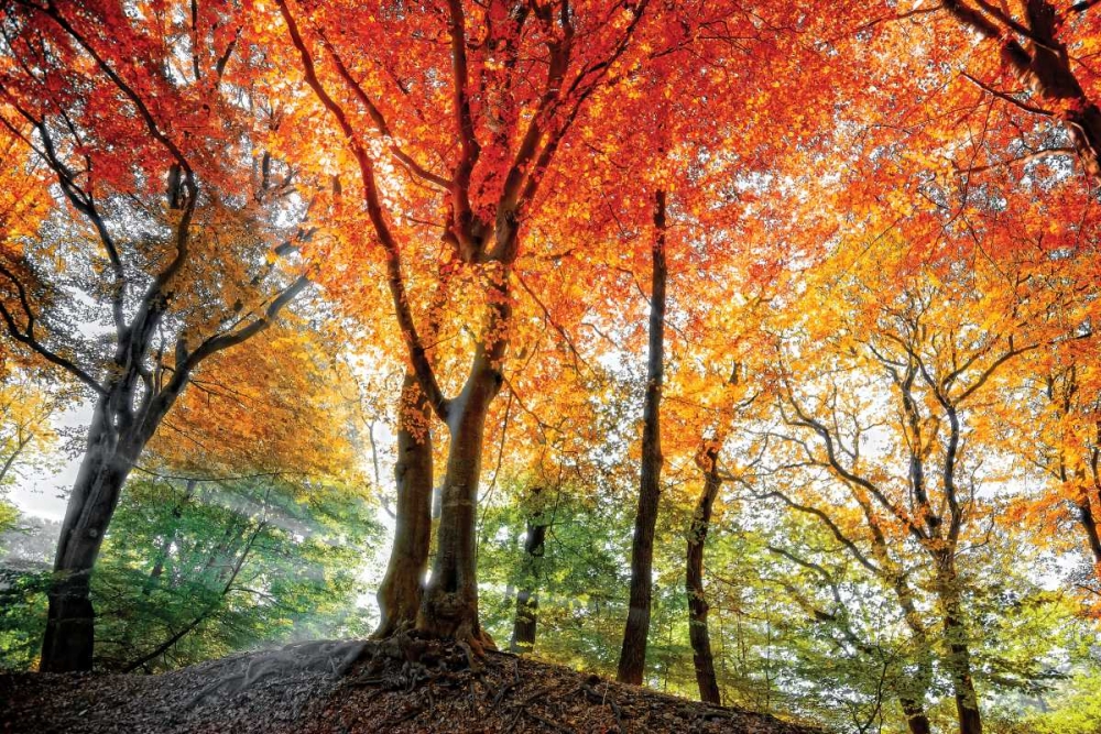 Prism of Light art print by Lars Van de Goor for $57.95 CAD