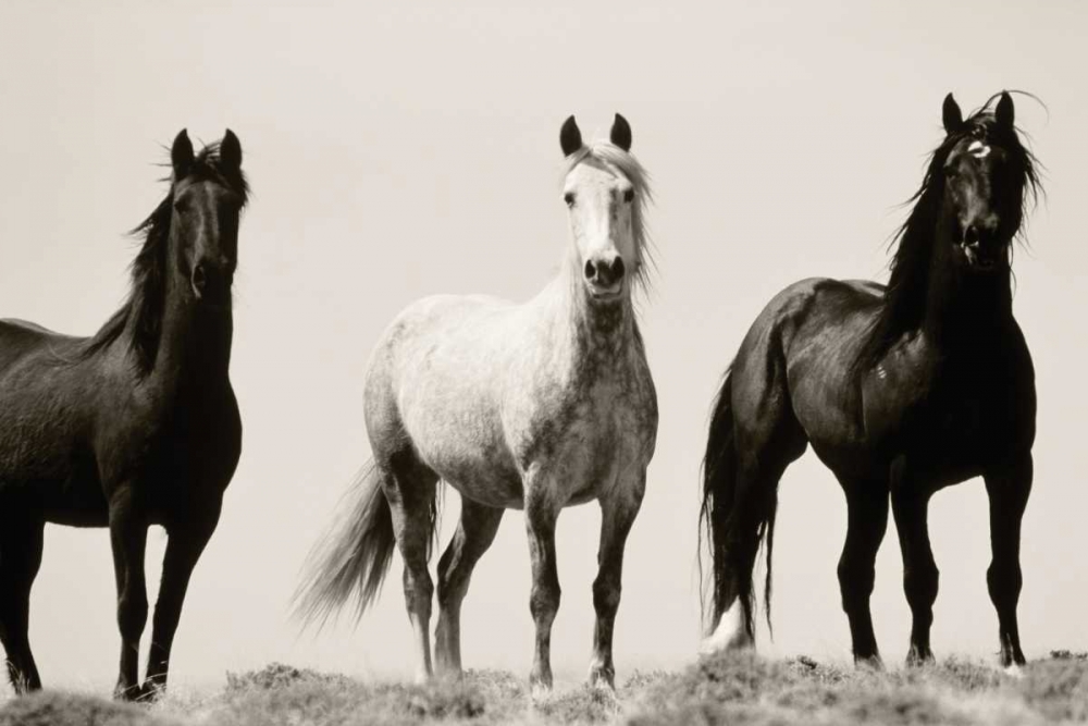 Wild Stallions art print by Danita Delimont for $57.95 CAD