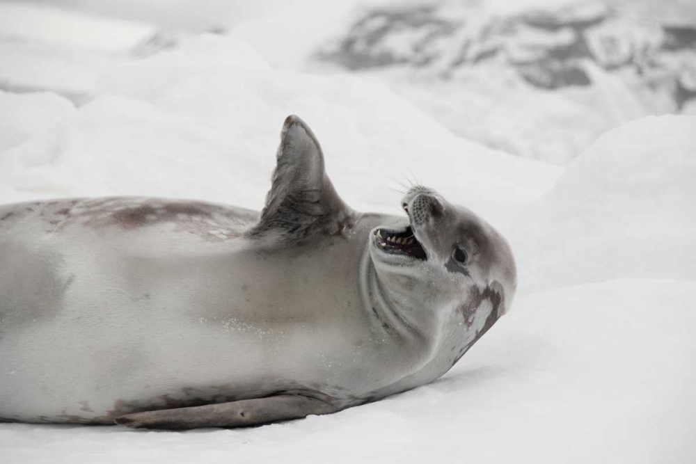 Laughing Seal art print by Danita Delimont for $57.95 CAD