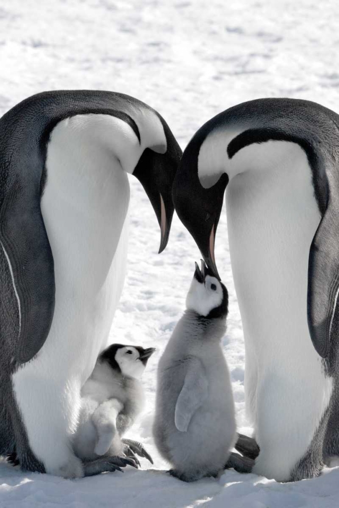Snow Hill Island Family art print by Danita Delimont for $57.95 CAD