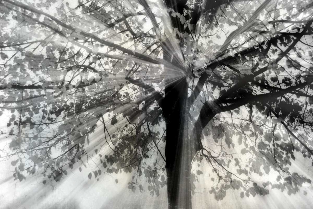 Story From Light and art print by Irene Weisz for $57.95 CAD