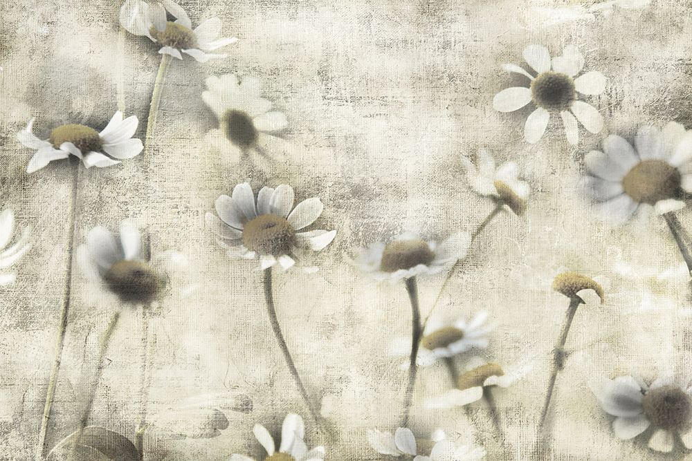 Wild Daisy Meadow II art print by Irene Weisz for $57.95 CAD