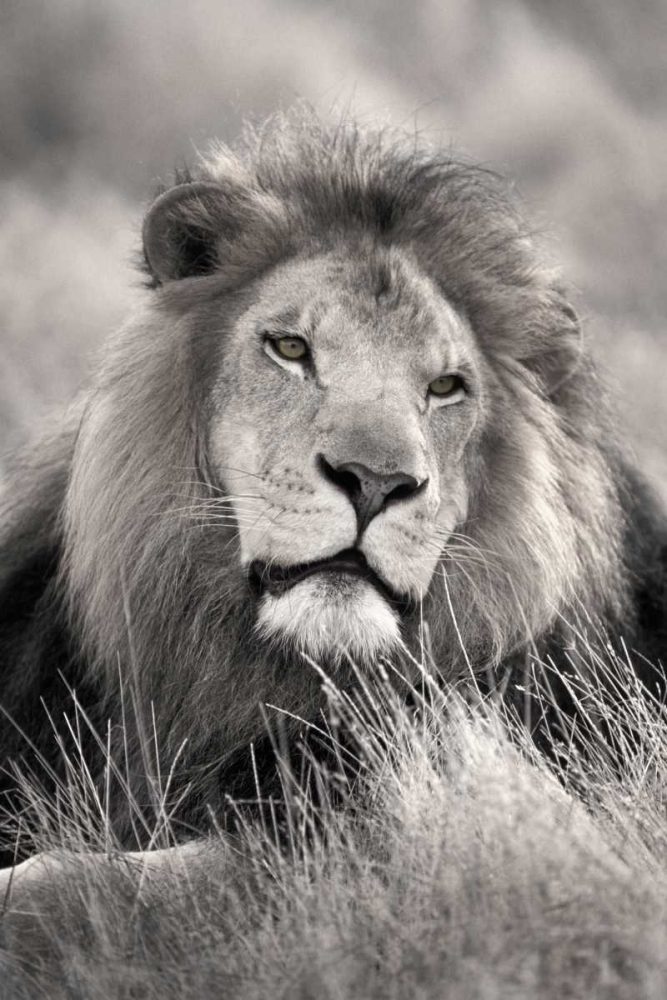 Pride of the art print by Danita Delimont for $57.95 CAD