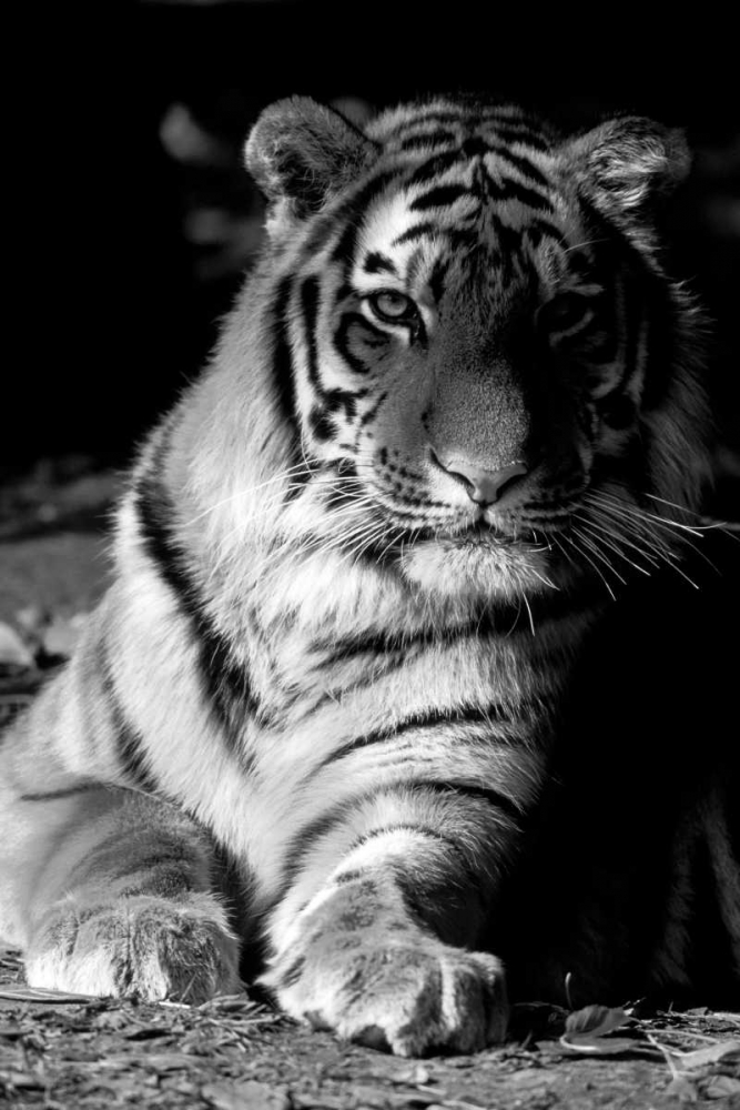 Tiger Repose art print by Danita Delimont for $57.95 CAD