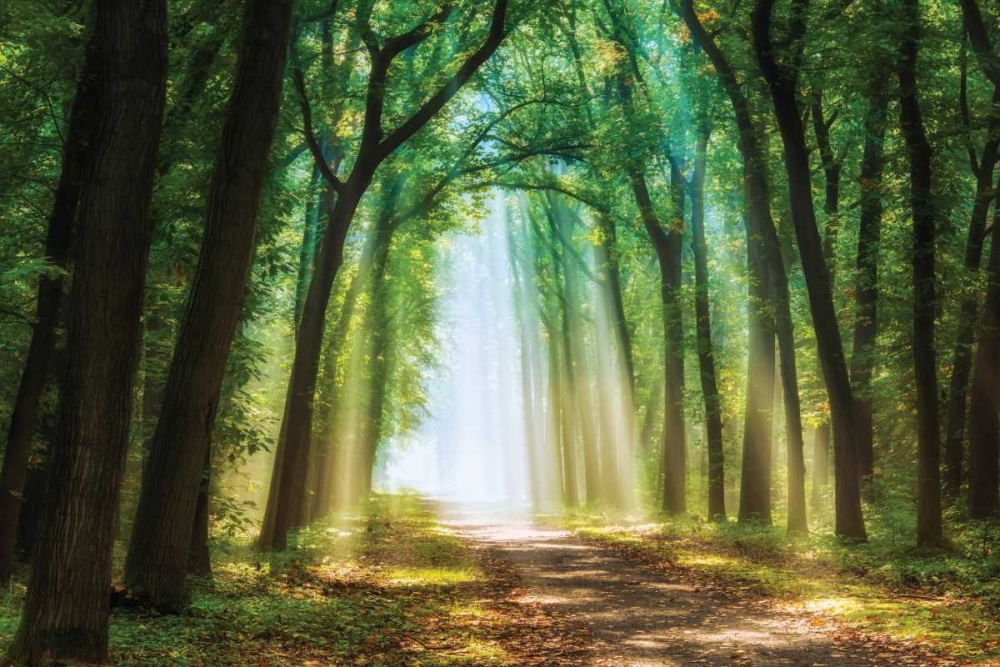 Curtain of art print by Lars Van de Goor for $57.95 CAD