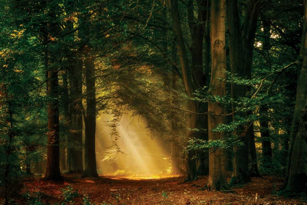 Shine On art print by Lars Van de Goor for $57.95 CAD