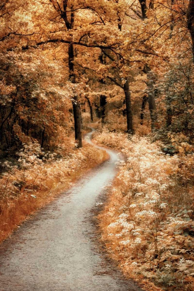 Winding Path art print by Lars Van de Goor for $57.95 CAD