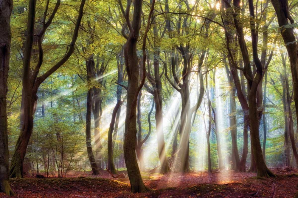 Majestic art print by Lars Van de Goor for $57.95 CAD