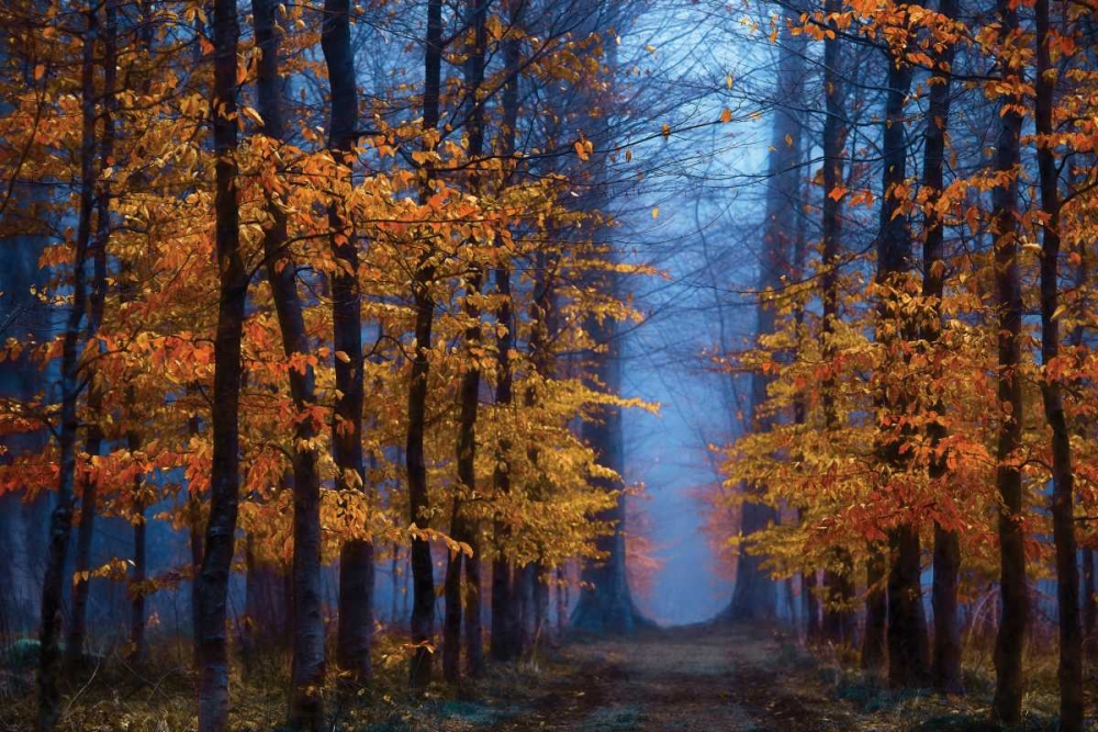 The Path of art print by Lars Van de Goor for $57.95 CAD
