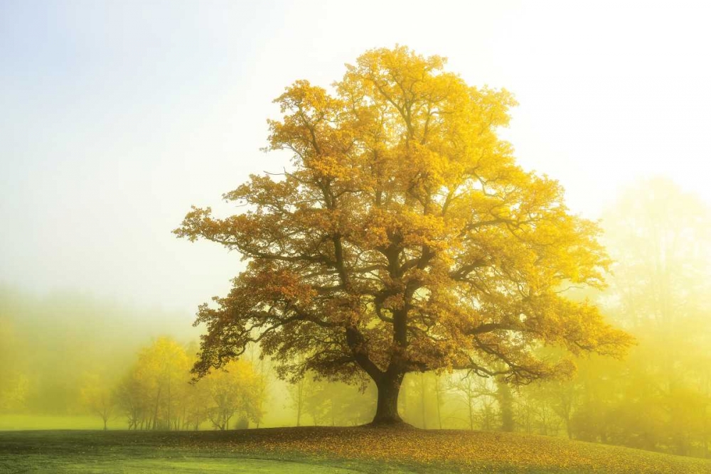 The Sentinel art print by Lars Van de Goor for $57.95 CAD
