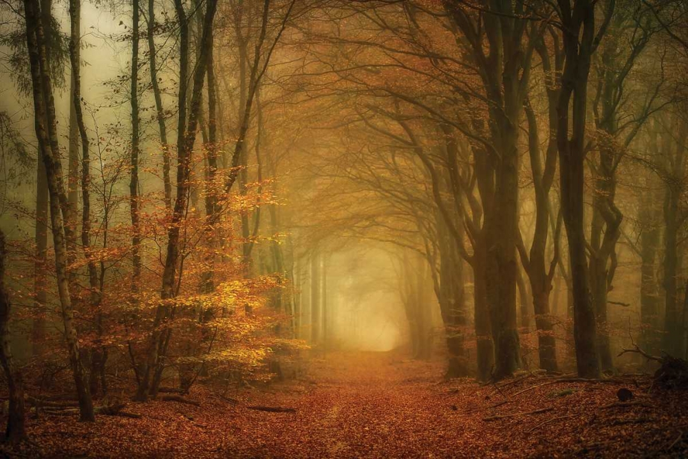 Early Light art print by Lars Van de Goor for $57.95 CAD