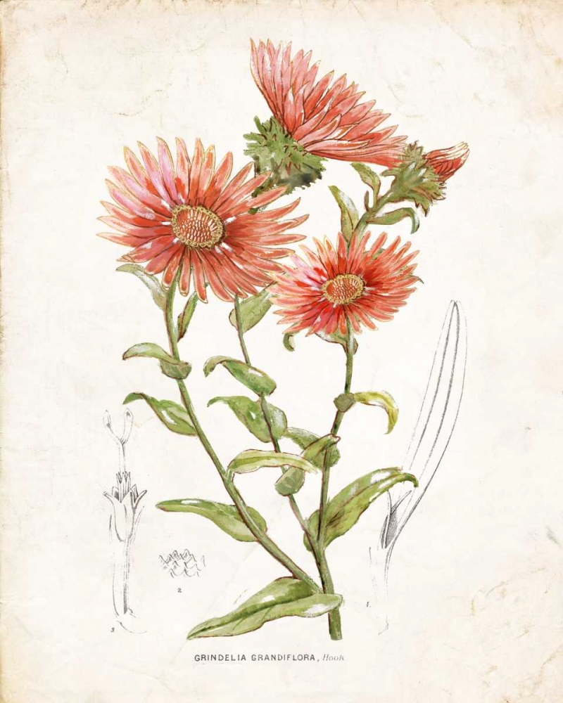 Botanical I art print by Nan for $57.95 CAD