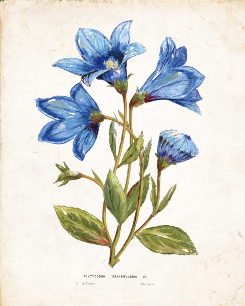 Botanical II art print by Nan for $57.95 CAD