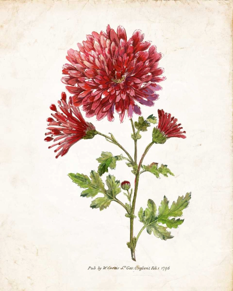 Botanical III art print by Nan for $57.95 CAD