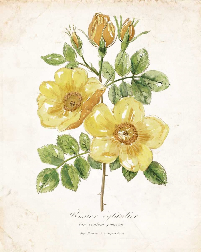 Botanical IV art print by Nan for $57.95 CAD
