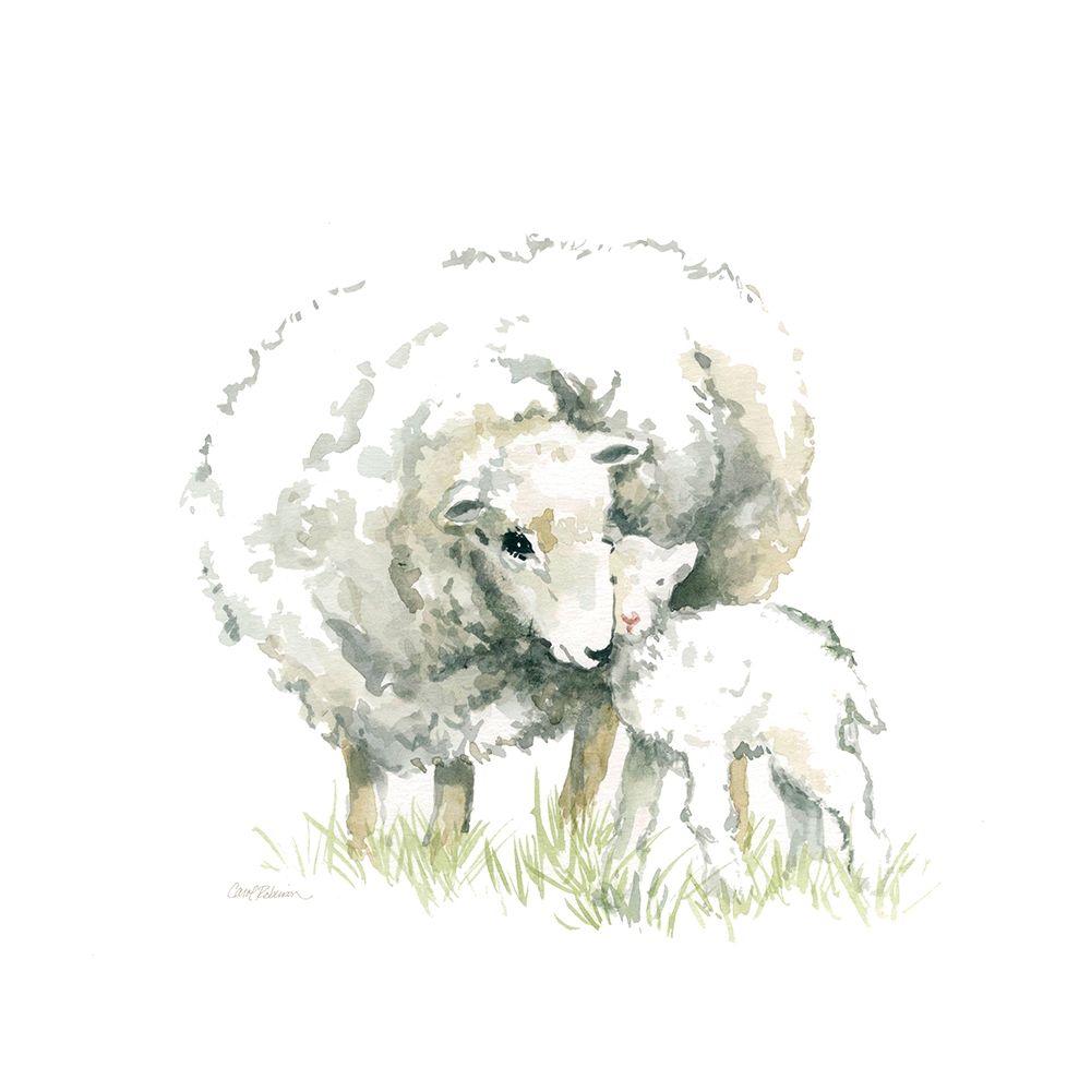 Sheep and Lamb art print by Carol Robinson for $57.95 CAD