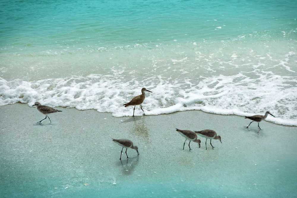 Sandpiper Beach Party art print by Nan for $57.95 CAD