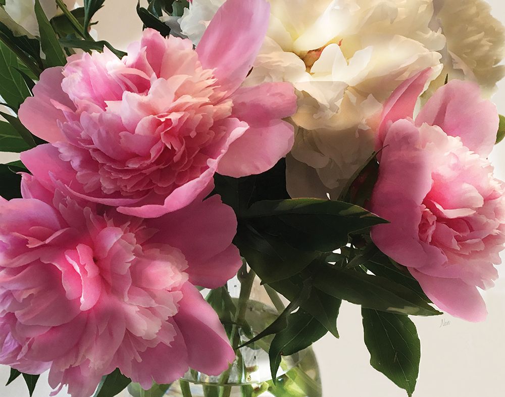 Fresh Cut Peonies art print by Nan for $57.95 CAD