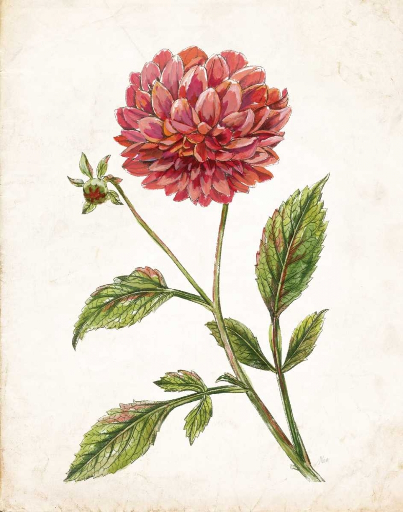 Scarlet Botanical I art print by Nan for $57.95 CAD
