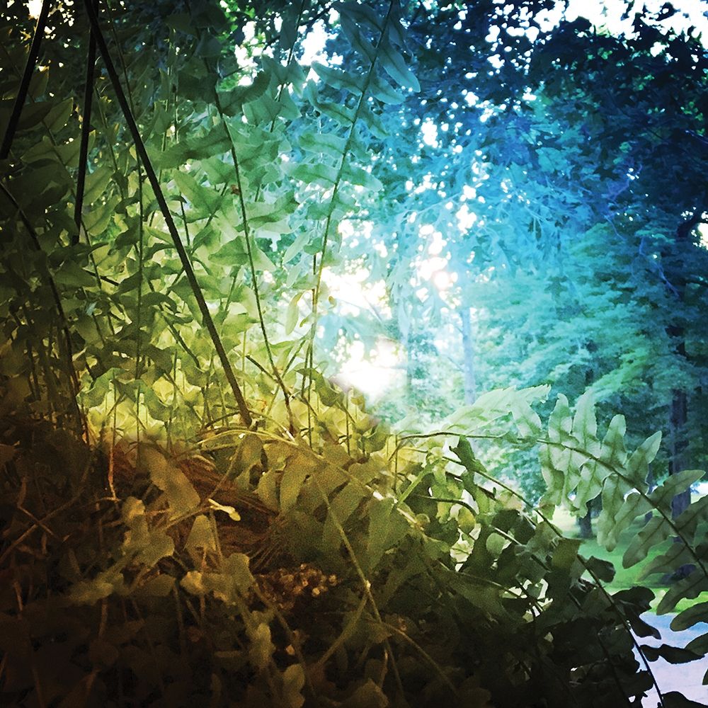 Rainbow Fern art print by Nan for $57.95 CAD