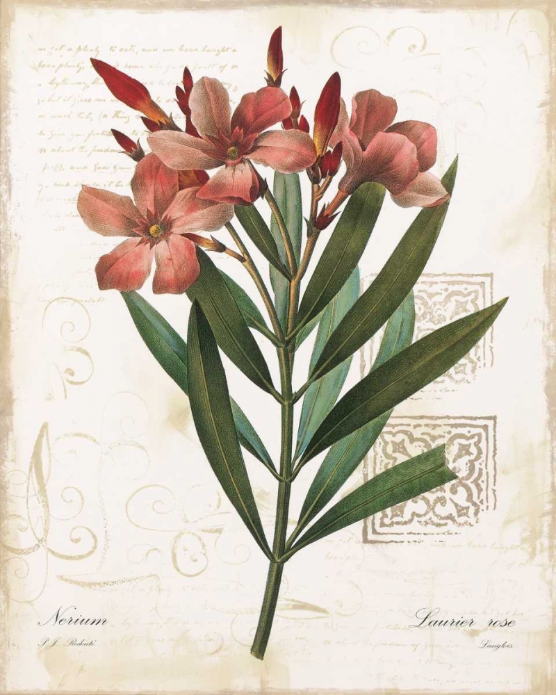 Laurier Rose art print by Carol Robinson for $57.95 CAD
