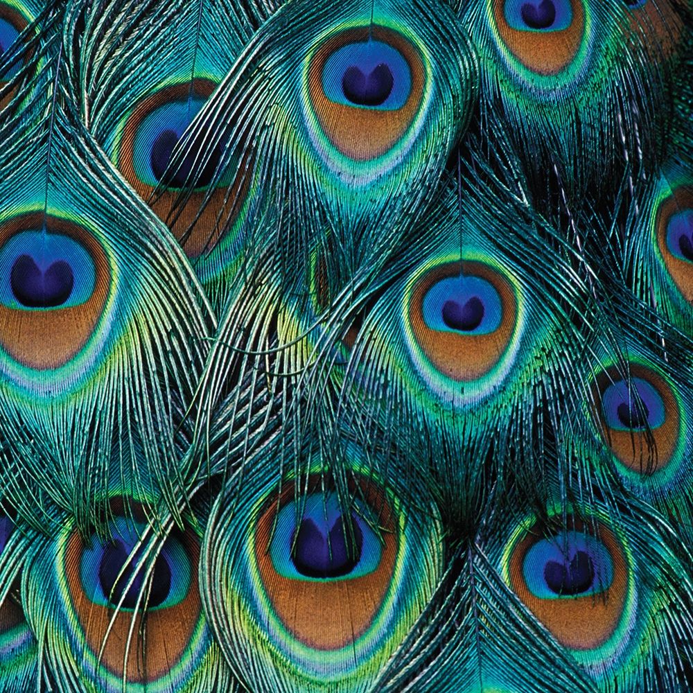 All For Show art print by Danita Delimont for $57.95 CAD