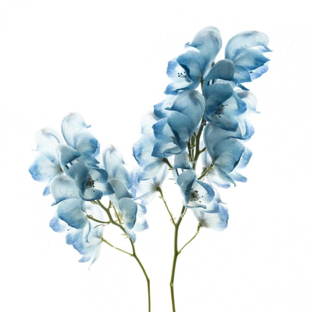 Gorgeous Blue II art print by Danita Delimont for $57.95 CAD