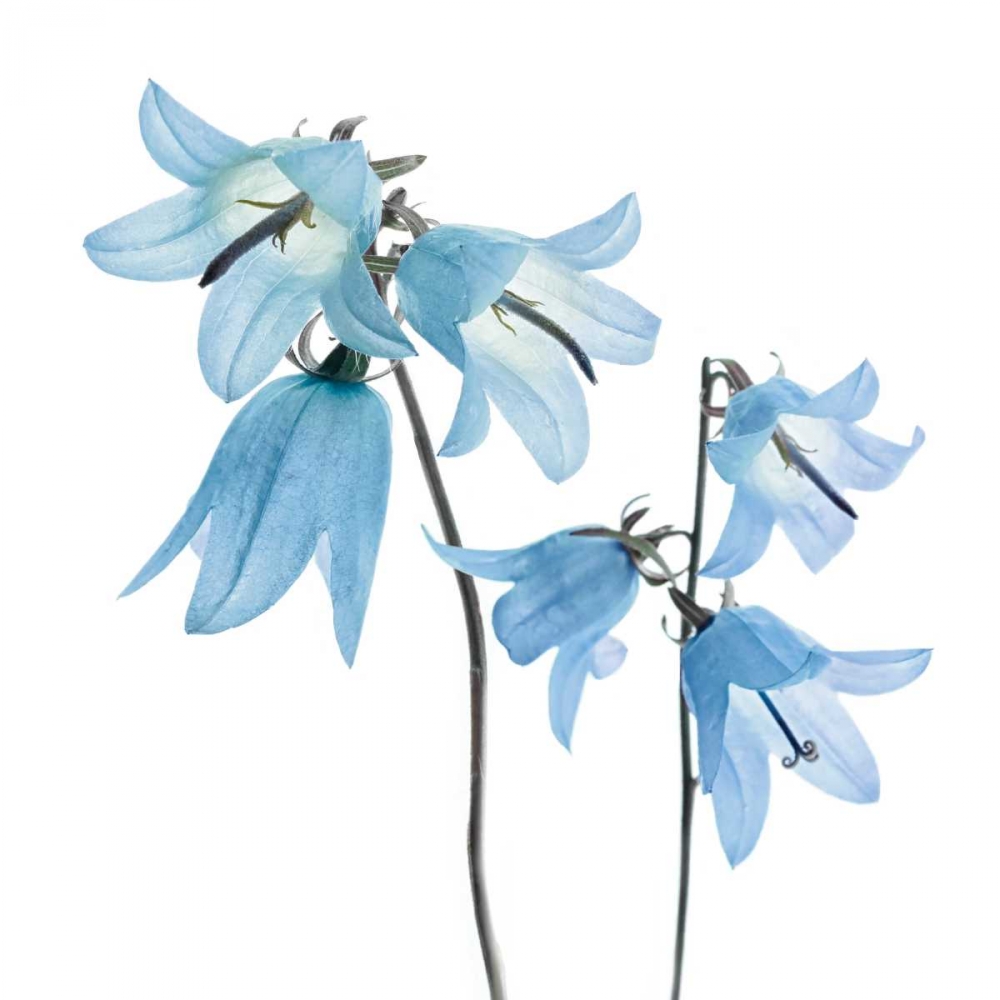 Gorgeous Blue IV art print by Danita Delimont for $57.95 CAD