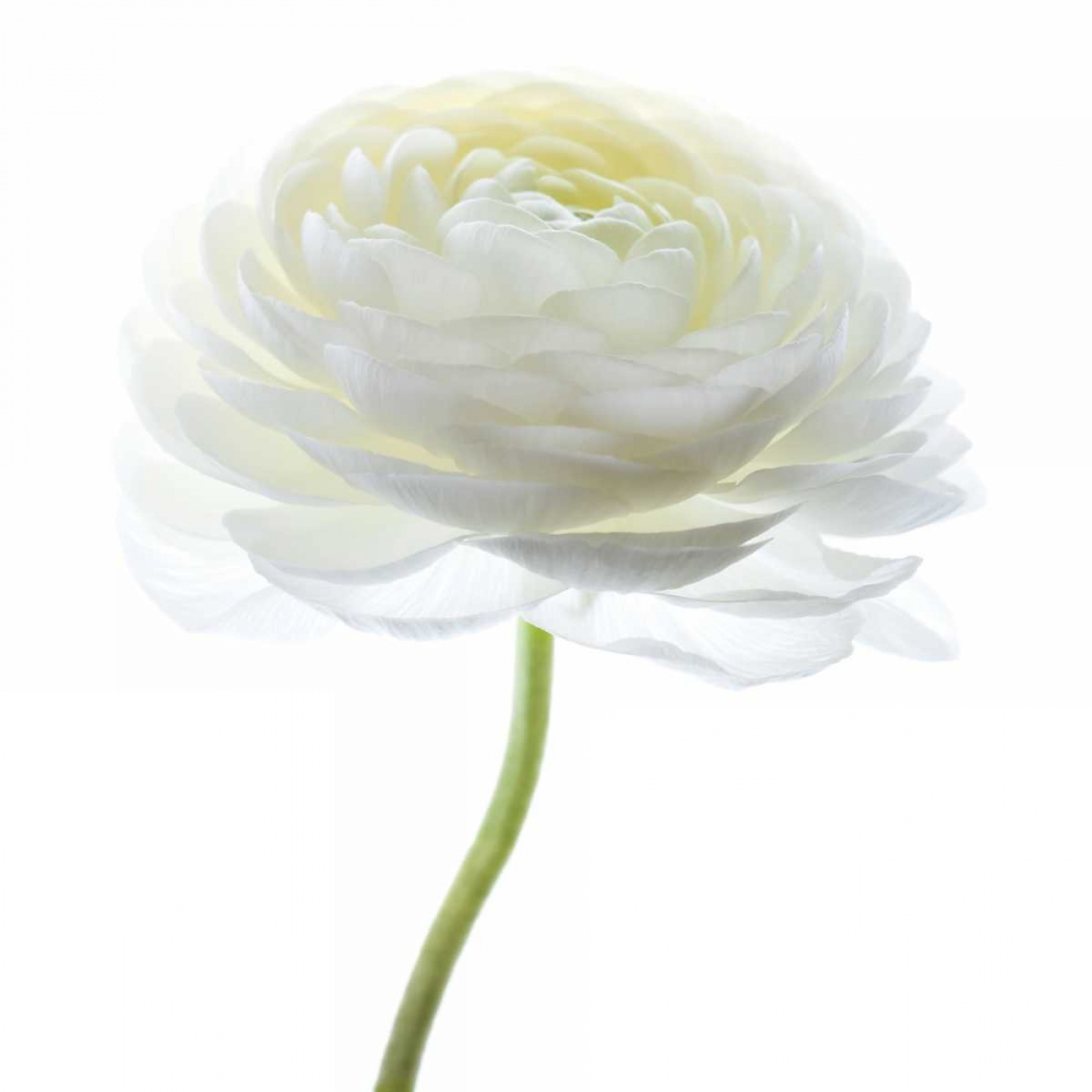 White Beauty I art print by Danita Delimont for $57.95 CAD