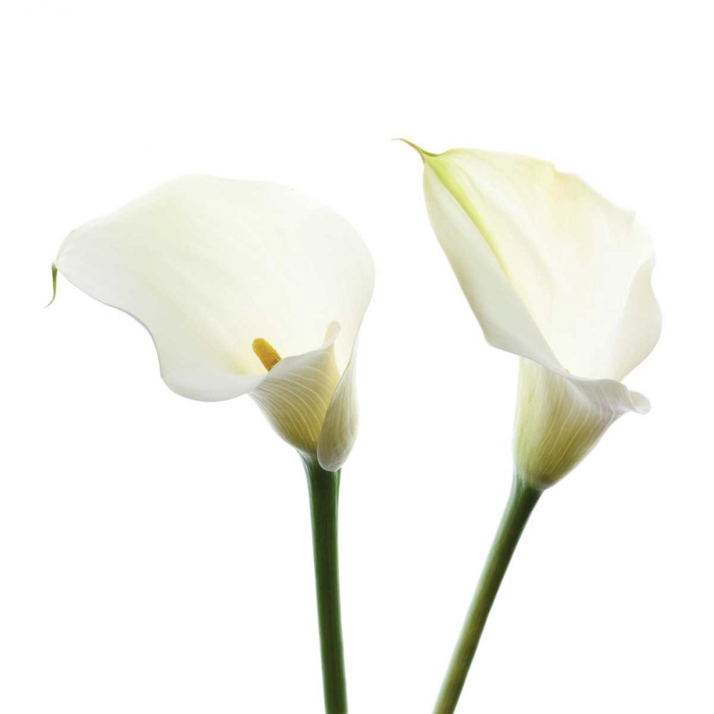 White Beauty V art print by Danita Delimont for $57.95 CAD